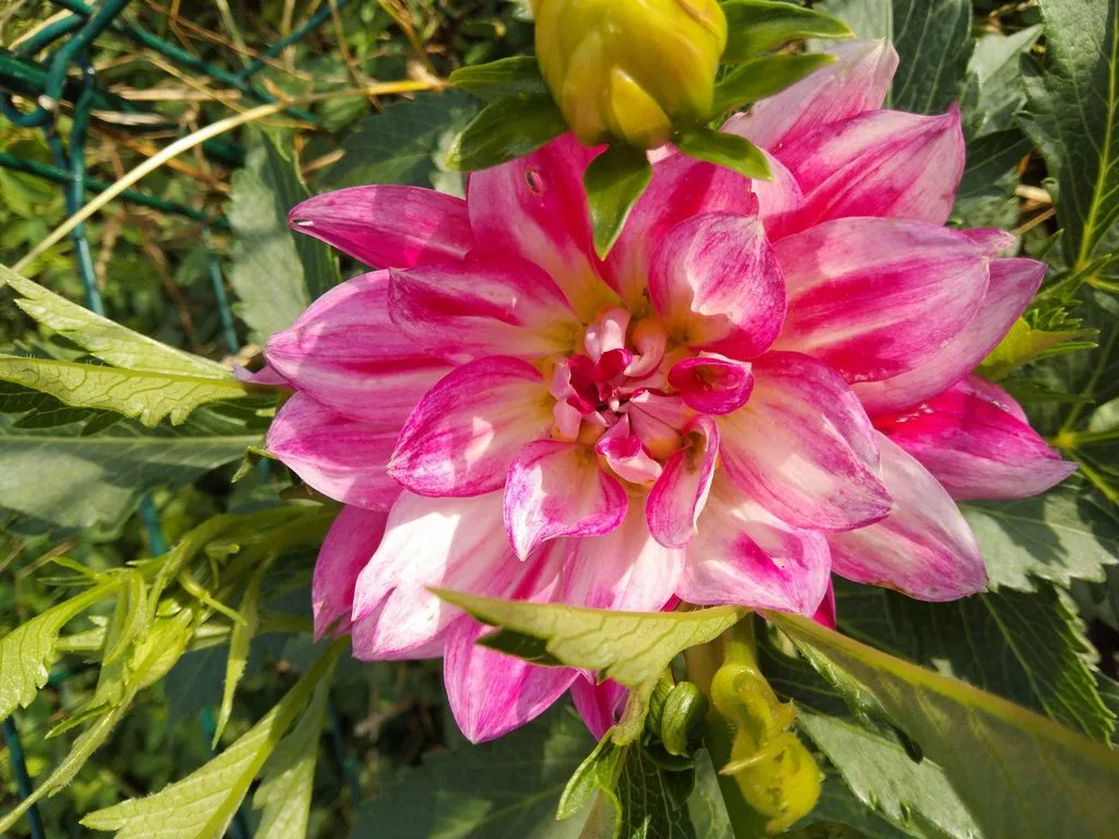 Чайная беседка