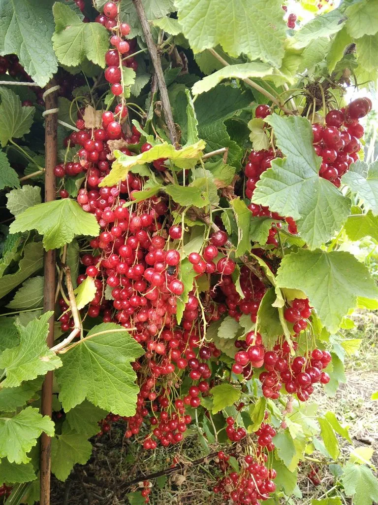 Загородная жизнь - обустройство жизни на своей земле во всем ее разнообразии