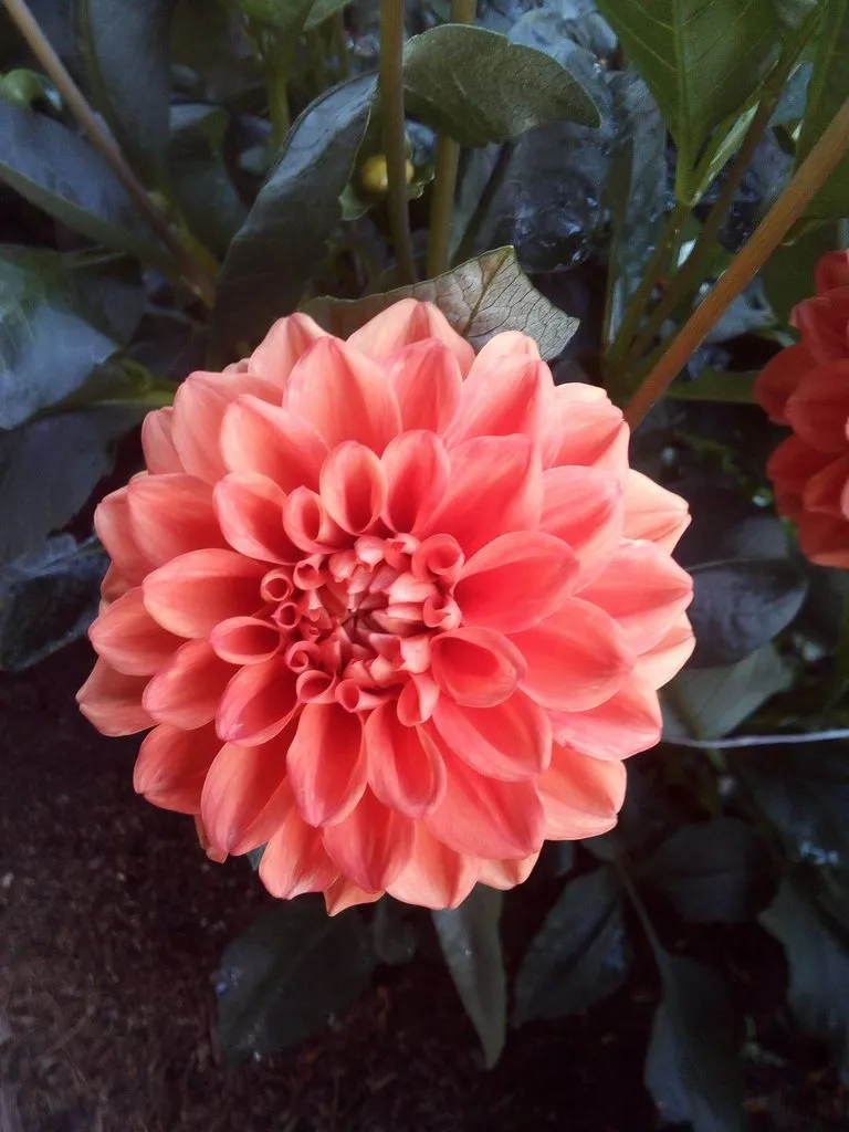 Чайная беседка