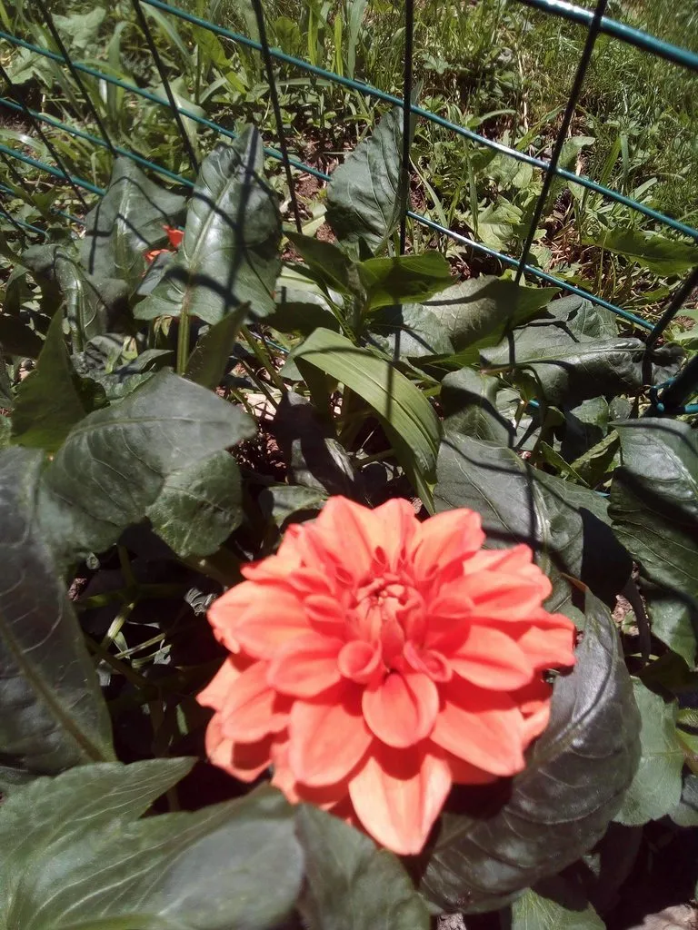 Чайная беседка