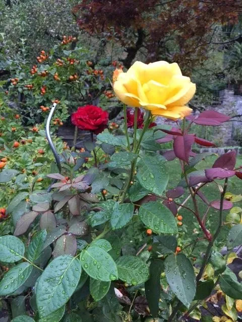 Чайная беседка