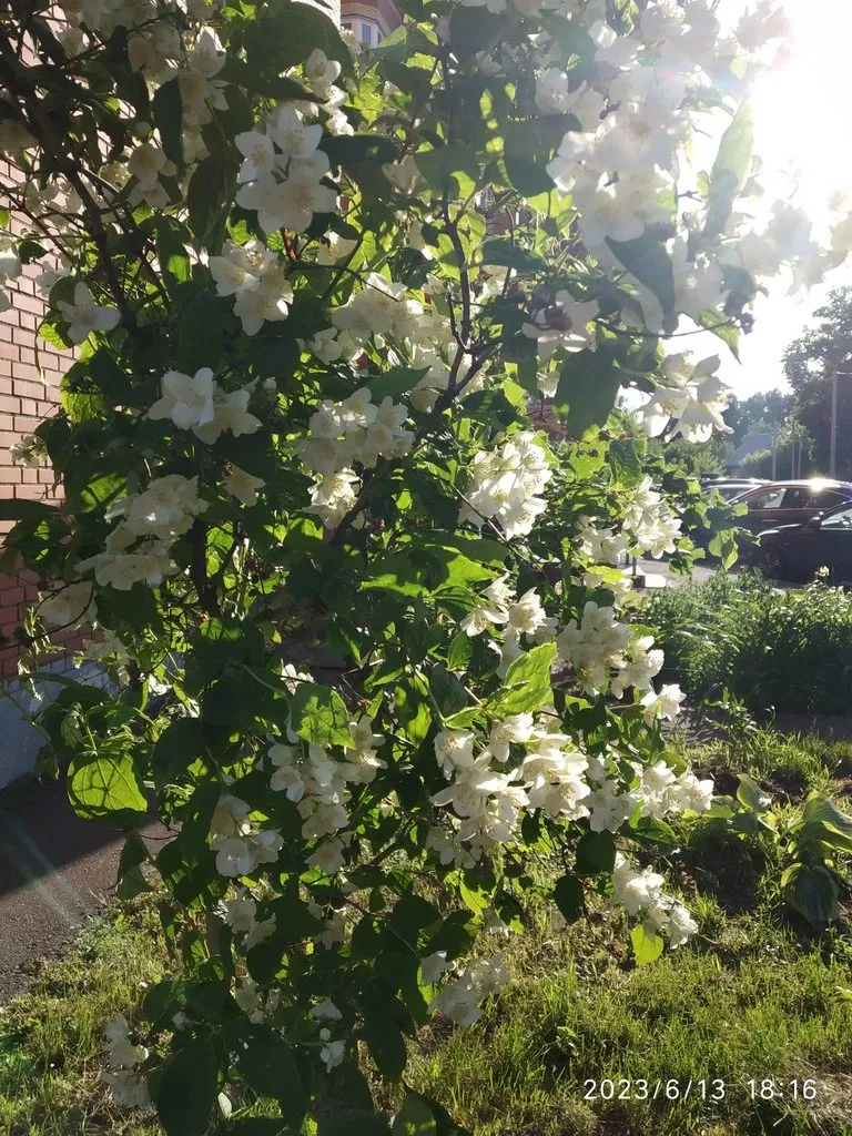 Чайная беседка