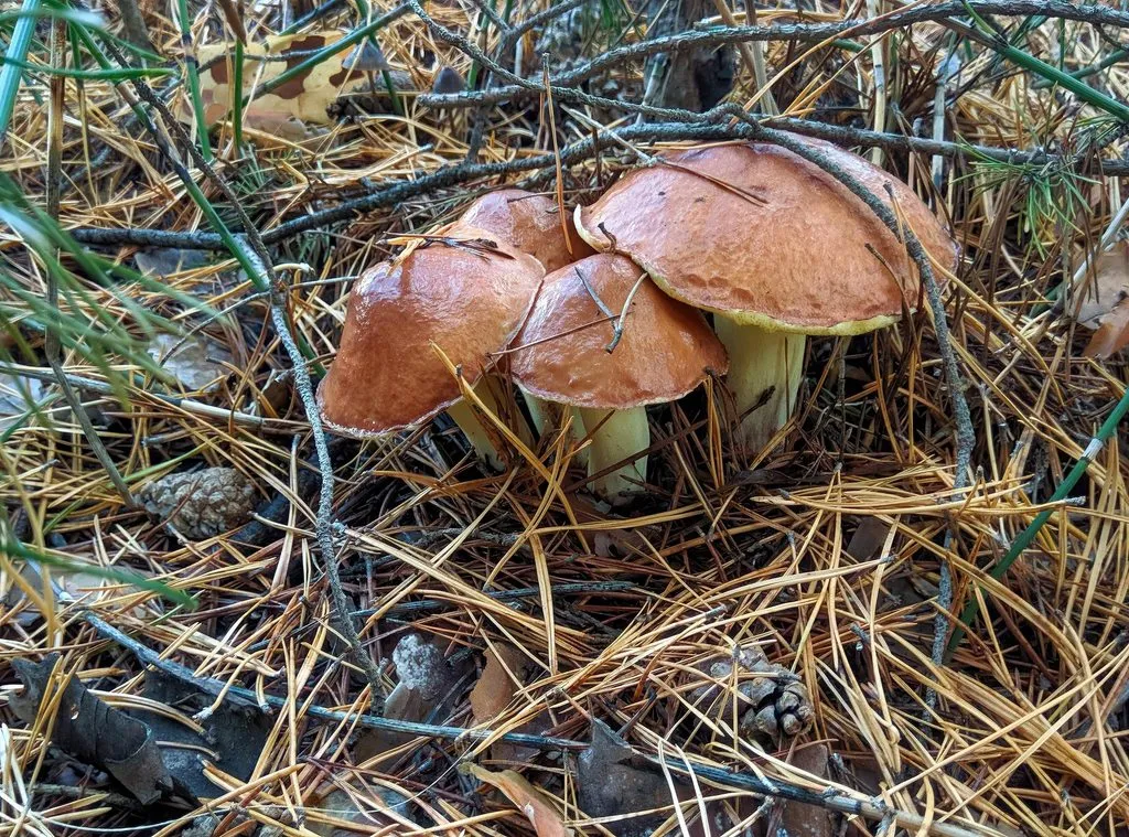 По грибы с лукошком