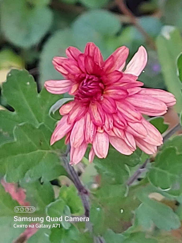 Tapтaлeтки & Ко