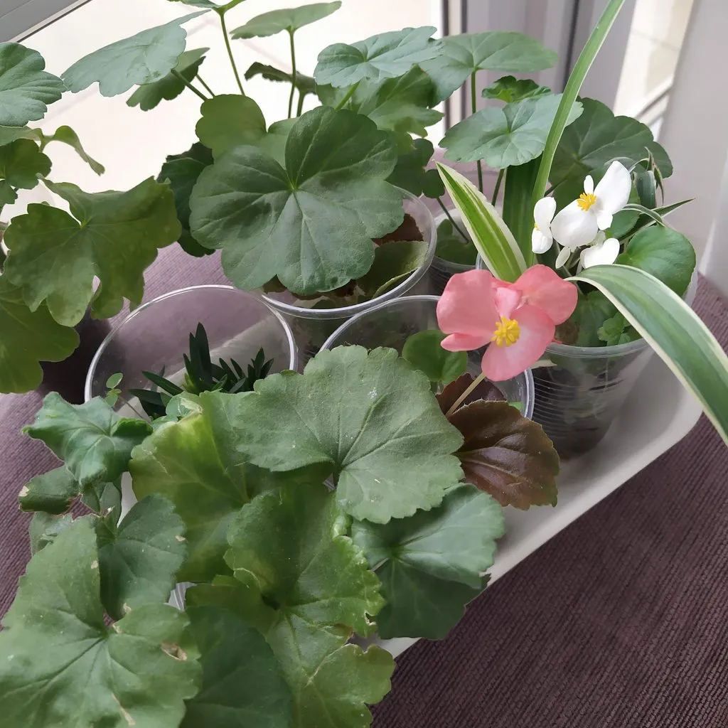 Чайная беседка