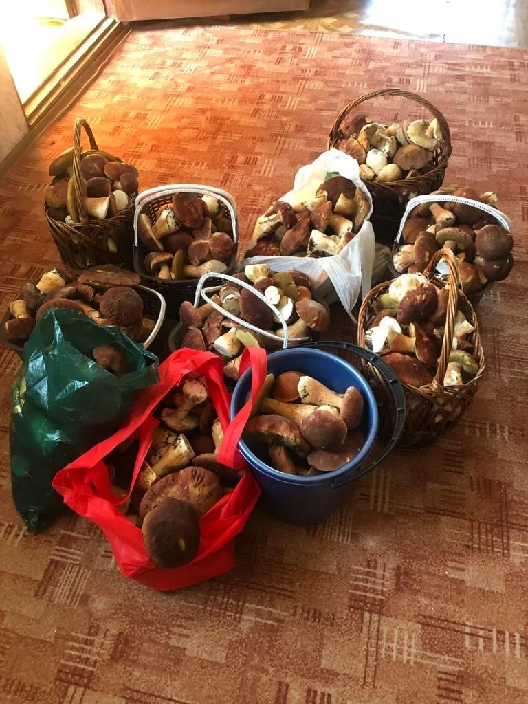 По грибы с лукошком