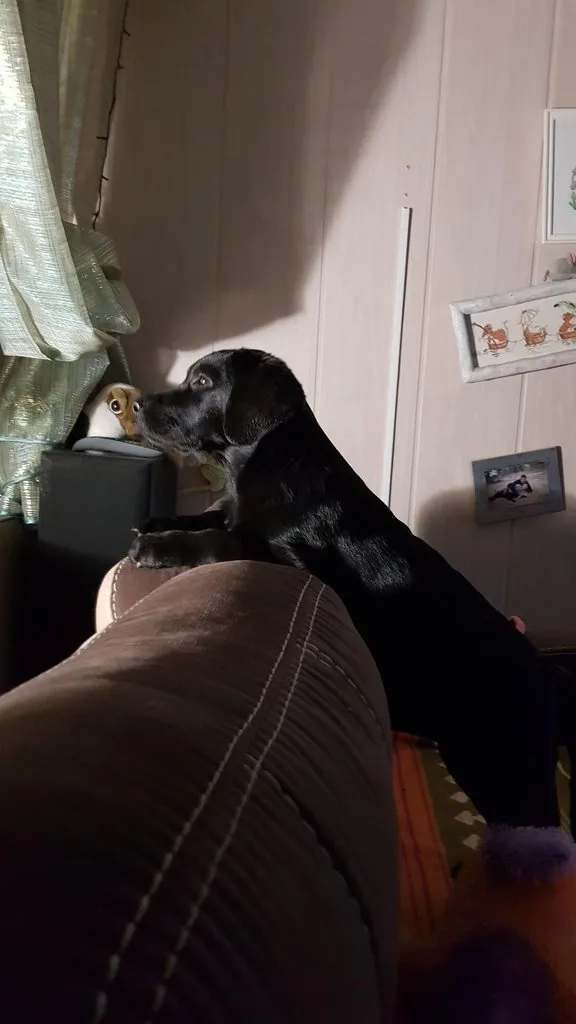 Чайная беседка