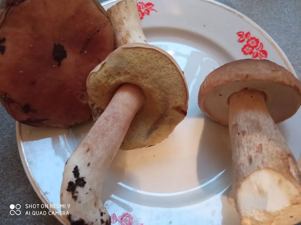 По грибы с лукошком