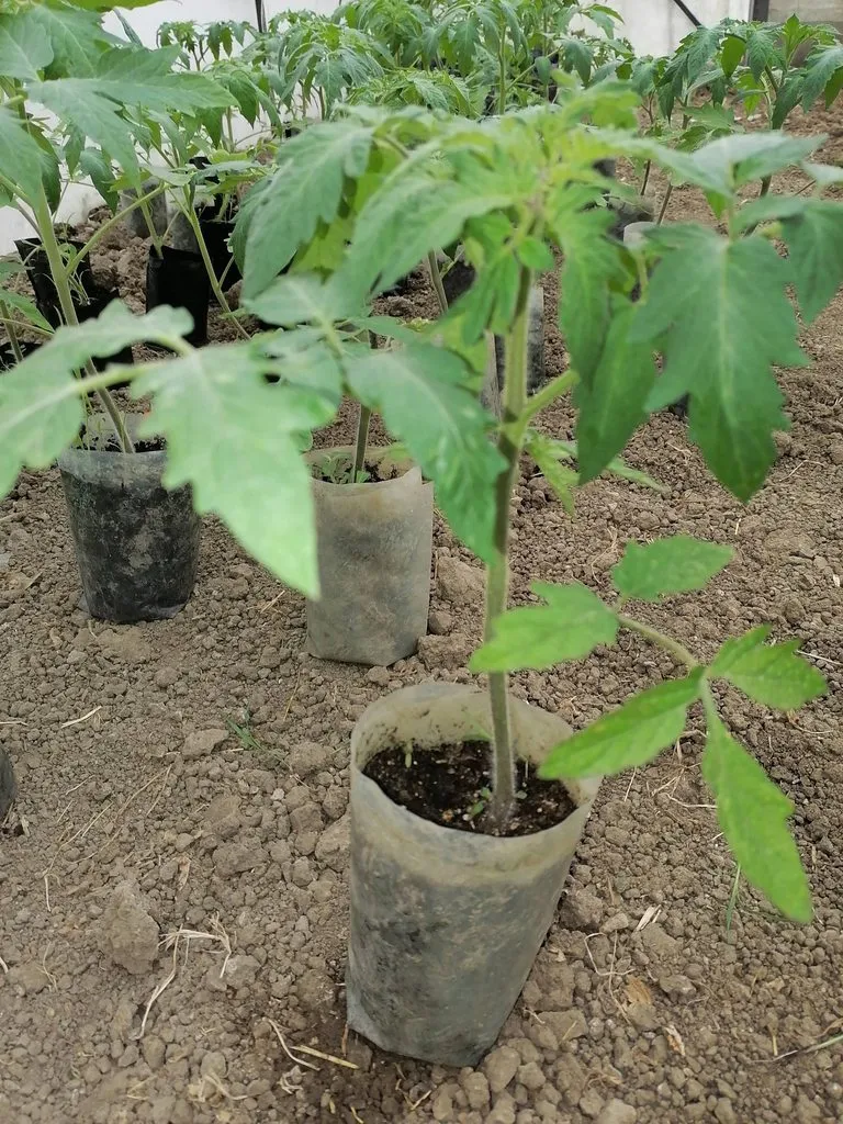 Пора выращивать рассаду