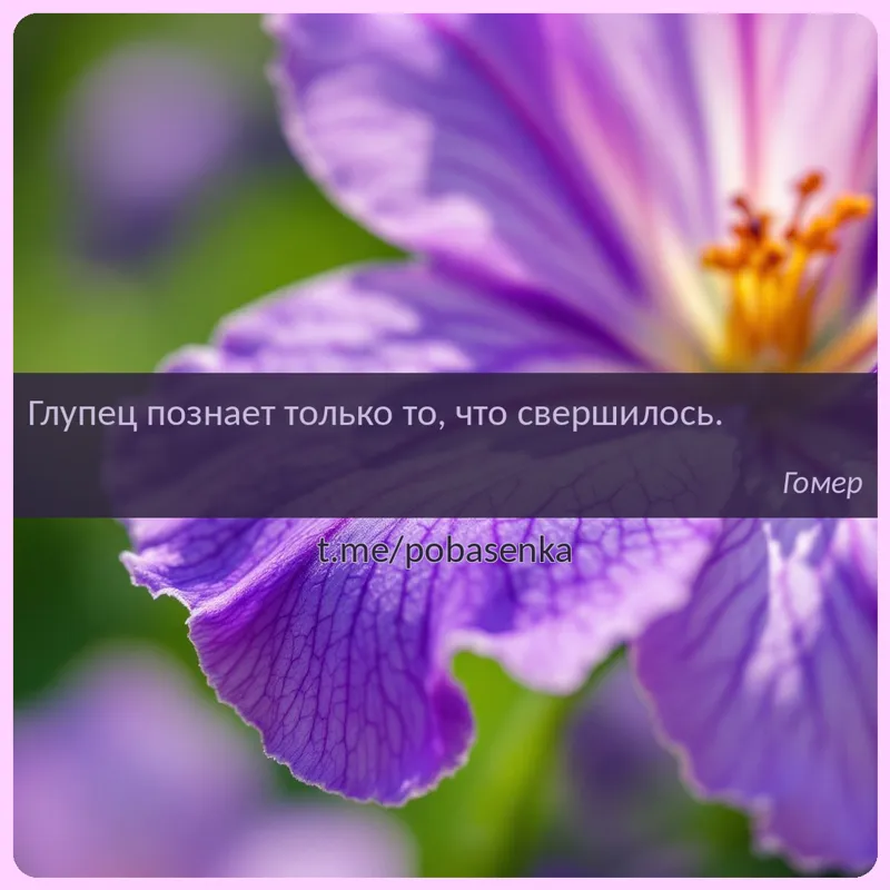 «Глупец познает только то, что...» height="550" width="550"