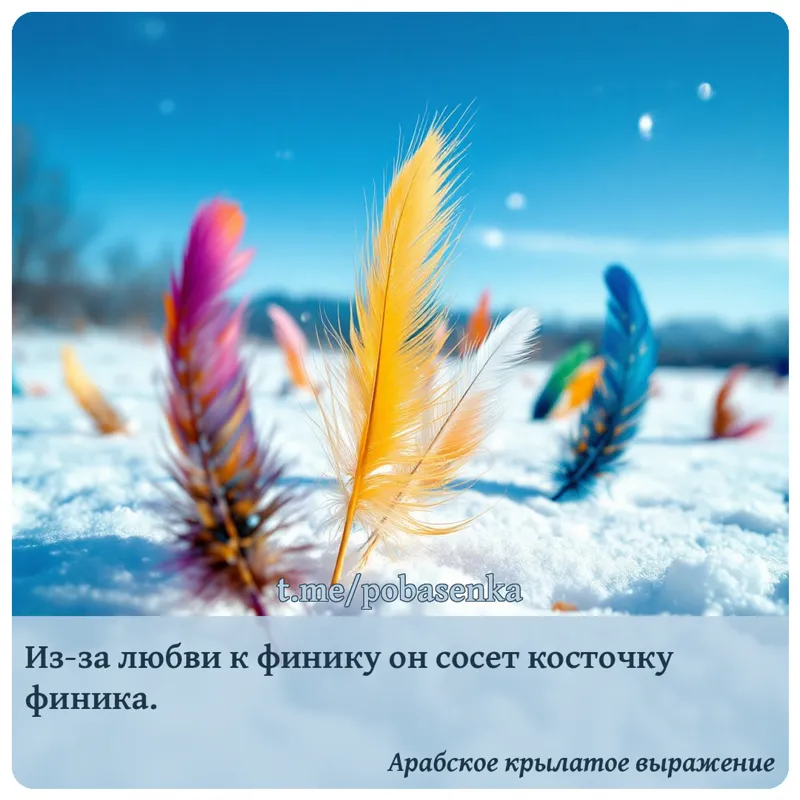 «Из за любви к финику он сосет косточку...» height="550" width="550"