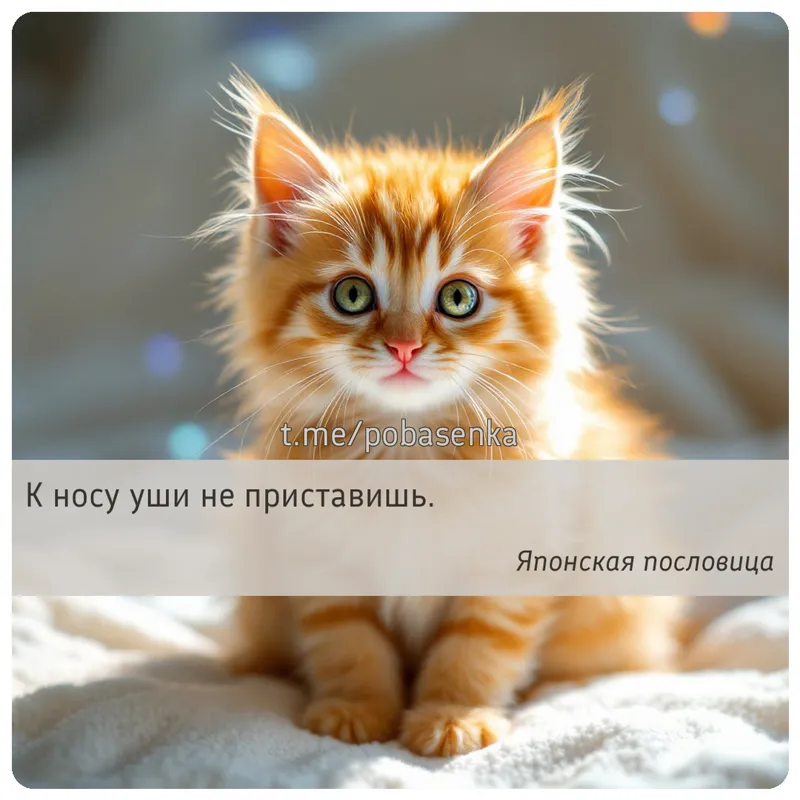 «К носу уши не...» height="550" width="550"