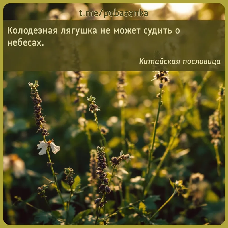 «Колодезная лягушка не может судить о...» height="550" width="550"