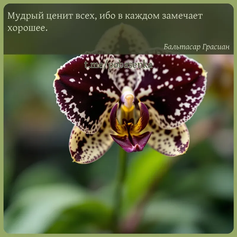 «Мудрый ценит всех, ибо в каждом замечает...» height="550" width="550"
