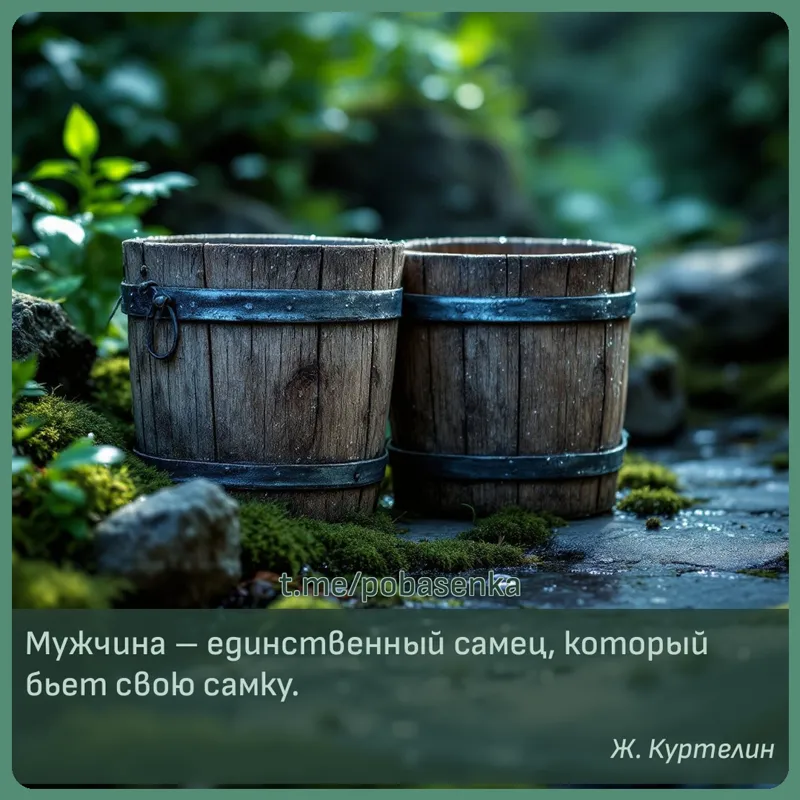 «Мужчина единственный самец, который бьет свою...» height="550" width="550"