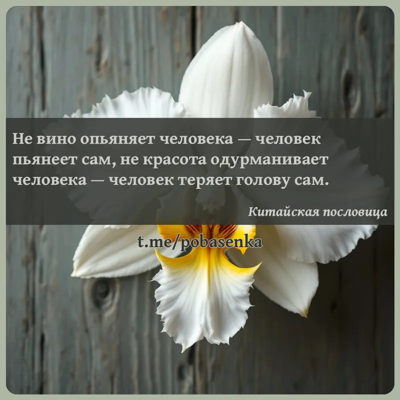 «Не вино опьяняет человека — человек пьянеет сам, не красота одурманивает человека — человек теряет голову...» height="550" width="550"