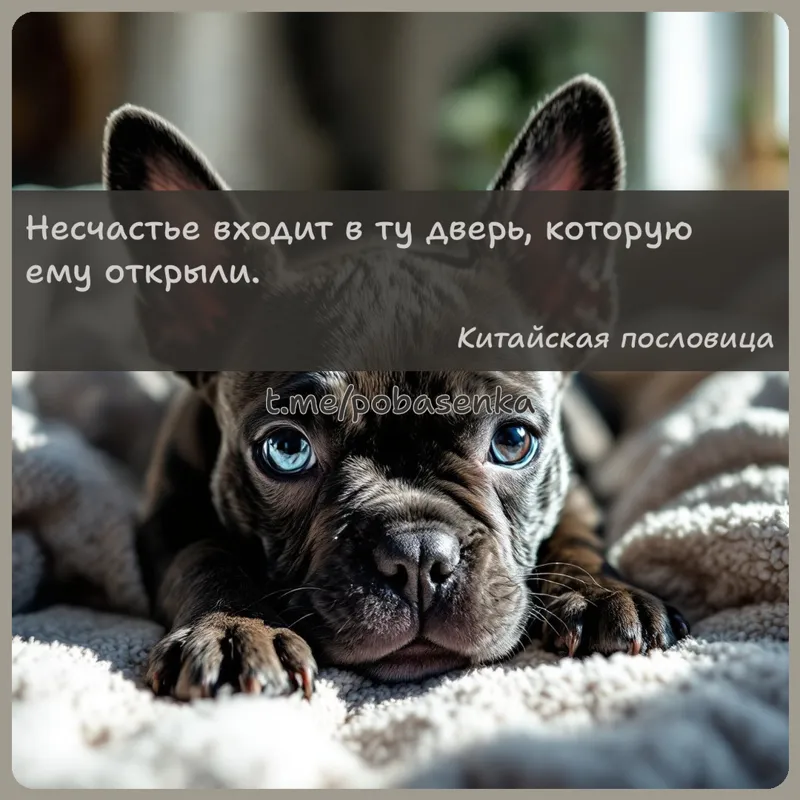«Несчастье входит в ту дверь, которую ему...» height="550" width="550"