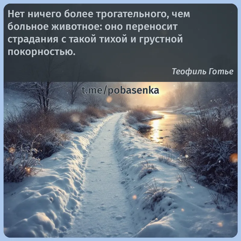 «Нет ничего более трогательного, чем больное животное оно переносит страдания с такой тихой и грустной...» height="550" width="550"