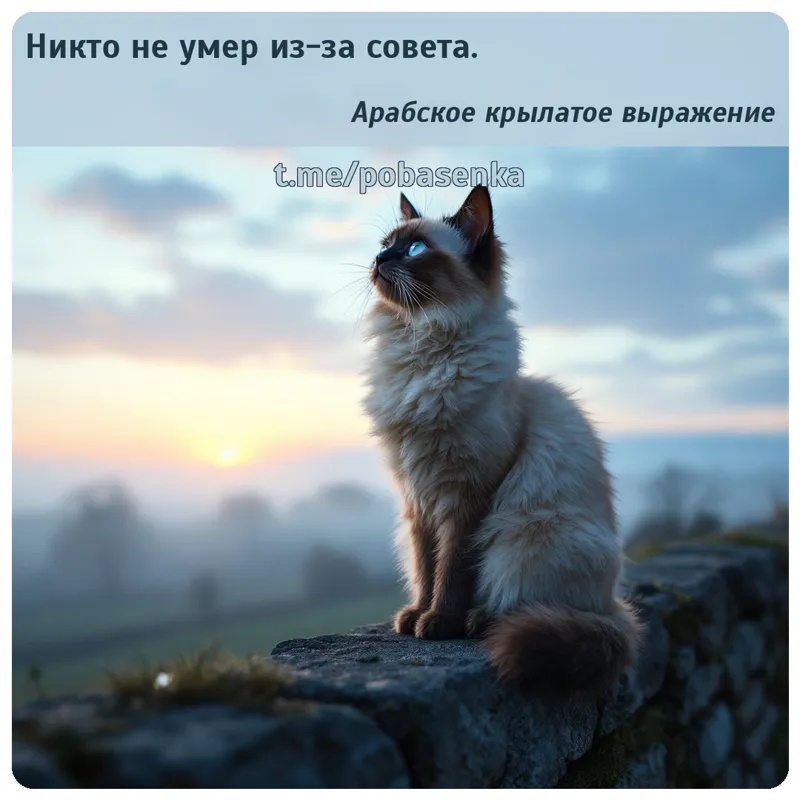 «Никто не умер из за...» height="550" width="550"