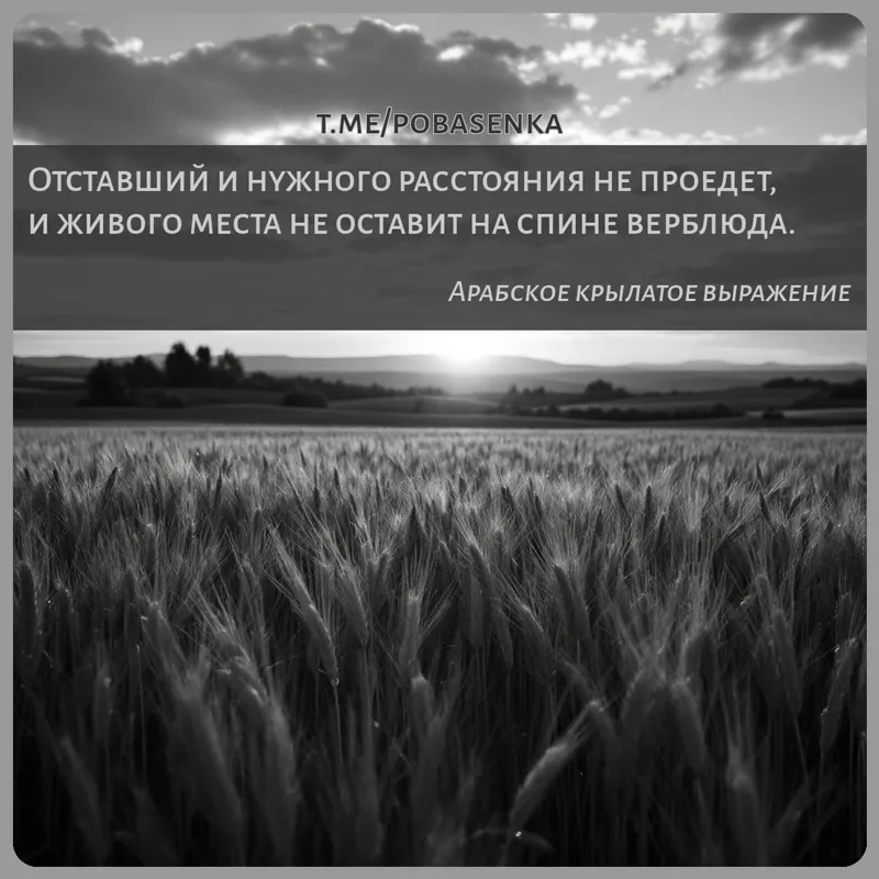 «Отставший и нужного расстояния не проедет, и живого места не оставит на спине...» height="550" width="550"
