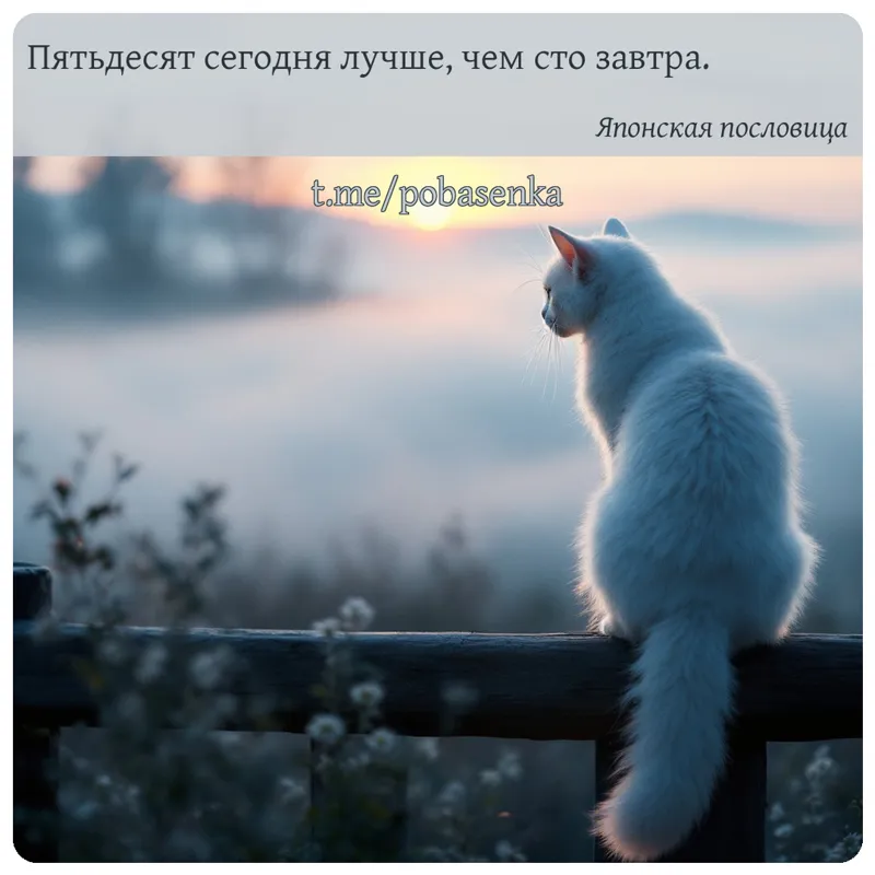 «Пятьдесят сегодня лучше, чем сто...» height="550" width="550"