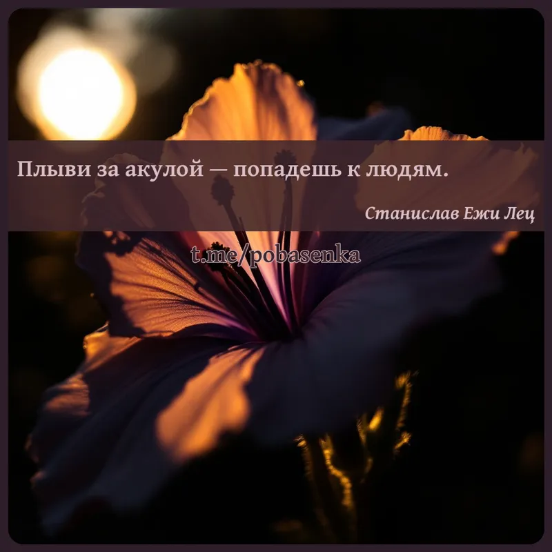 «Плыви за акулой — попадешь к...» height="550" width="550"