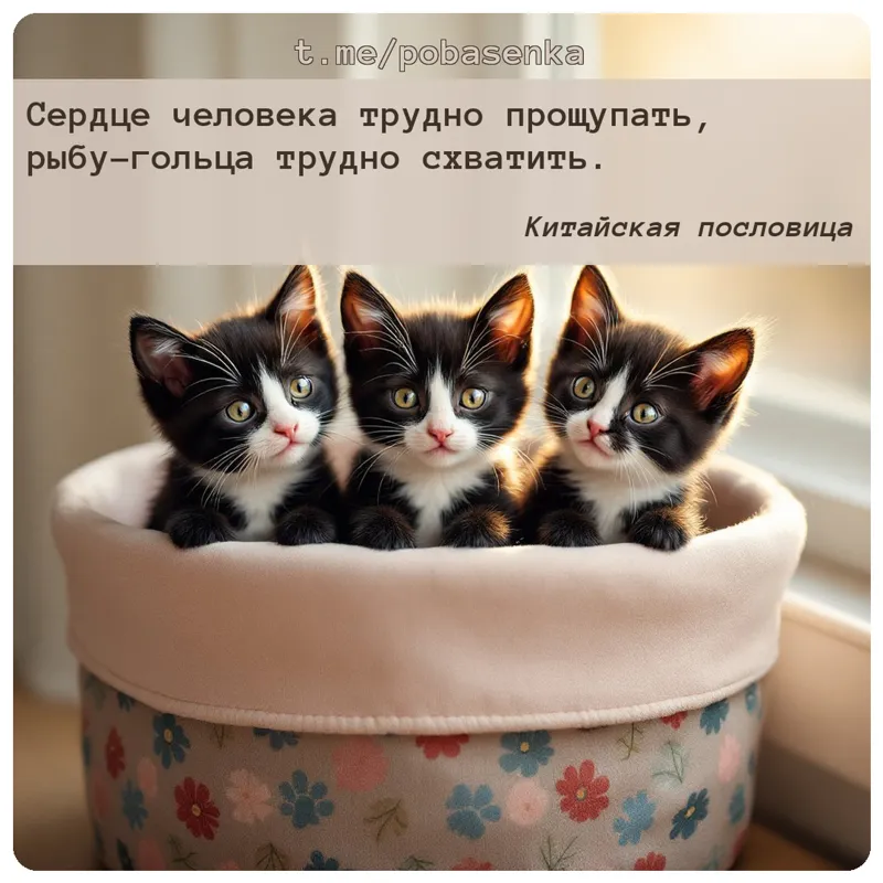 «Сердце человека трудно прощупать, рыбу гольца трудно...» height="550" width="550"