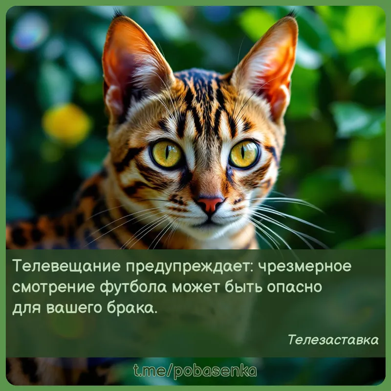 «Телевещание предупреждает чрезмерное смотрение футбола может быть опасно для вашего...» height="550" width="550"