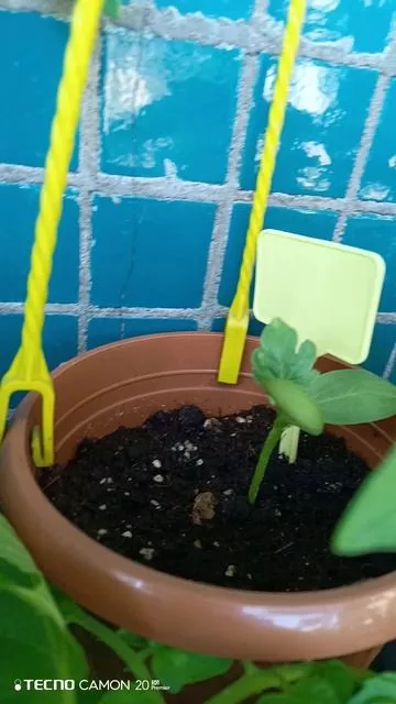 rutube