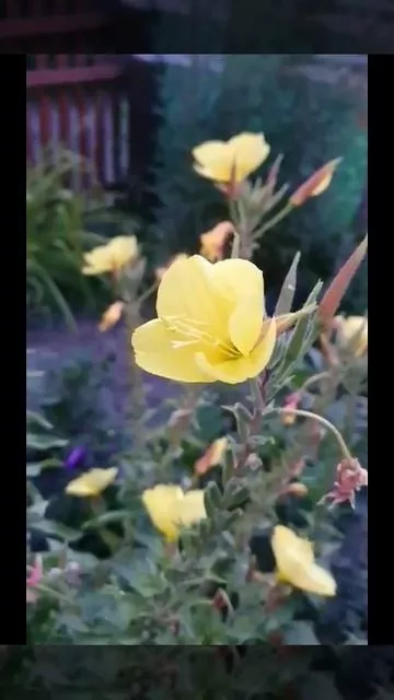 rutube