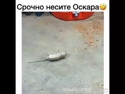 мышка притворился мертвой и прячется от кота :D