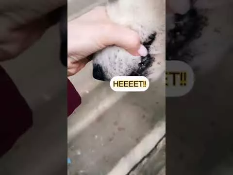 Сложный разговор лайки с хозяйкой! ;)