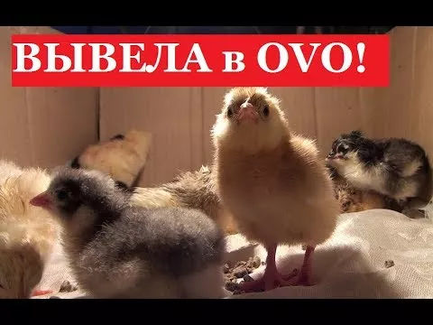 Инкубатор OVO Цыплята РАЗ ДВА и Готово