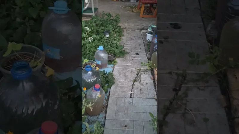 Ёжиха  гнездилась в моей теплице..ЗнакомьтесьТри Ёжика06.07.26г #song #viral #shorts #jokes