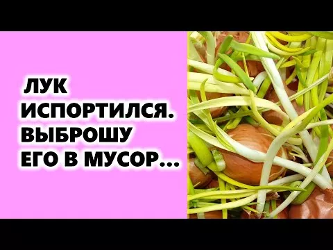 Лук испортился! Выброшу его в мусор...