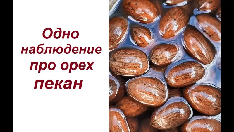 Одно наблюдение про орех пекан