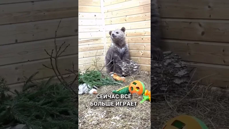 Собака-терапевт для медведя 