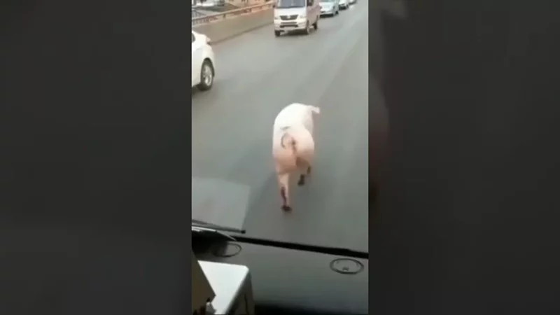 Супер детка