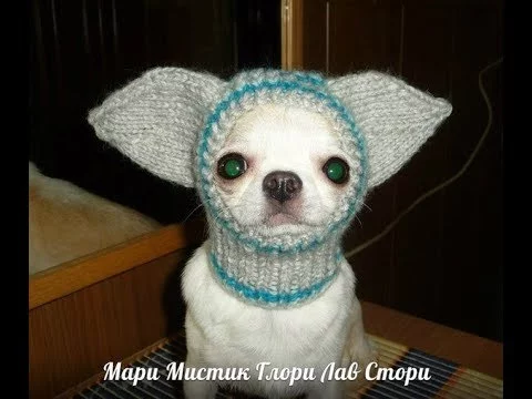 ЧИХУАХУА ДУСЯ К ЗИМЕ ГОТОВА /Одежда и шапки для собак породы ЧИХУА хуа / Питомник МАРИ МИСТИК