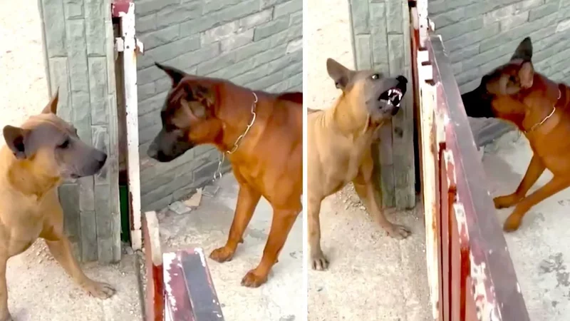 Angry Dogs Don't Actually Want To Fight