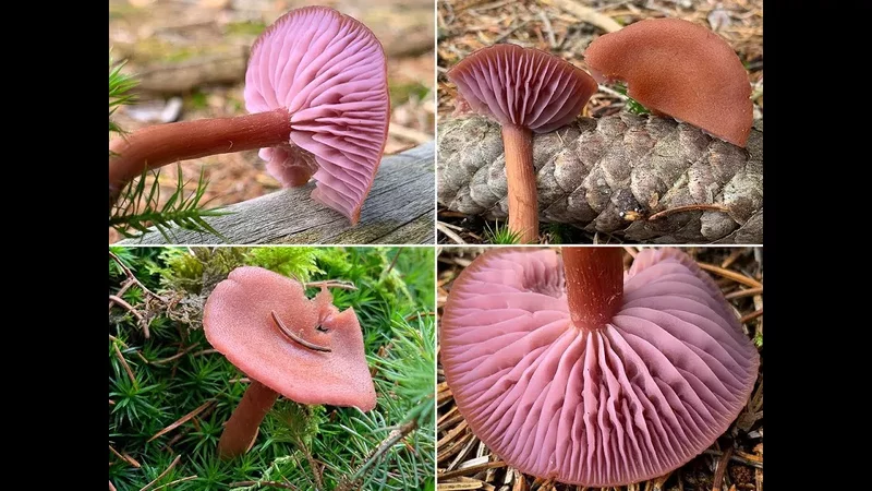 Zweifarbiger Lacktrichterling, Laccaria bicolor