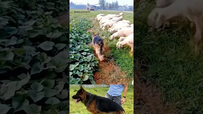 JR22791A #germanshepherd #germanshepherddog #chobecgie #chóbecgie #dogs