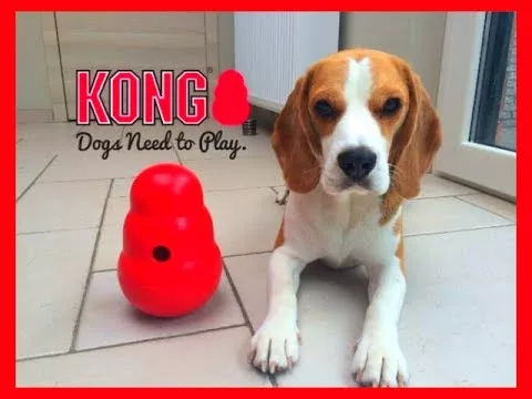 HOW TO Keep Your DOG Entertained : Funny Dog Louie The Beagle