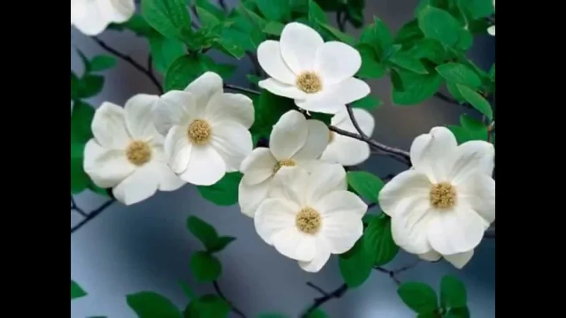 Выбор посудомоечной машины (2) - 1242905