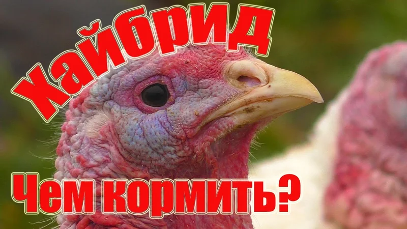 Итоги по индюкам - интересные выводы