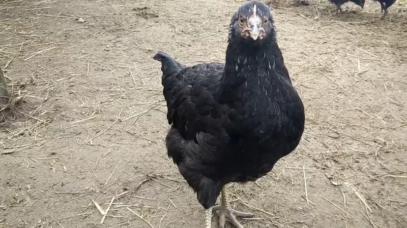 ШОК!!!Не показывать детям!Куры Доминанты спасли крольчат от гибели!!!!!!