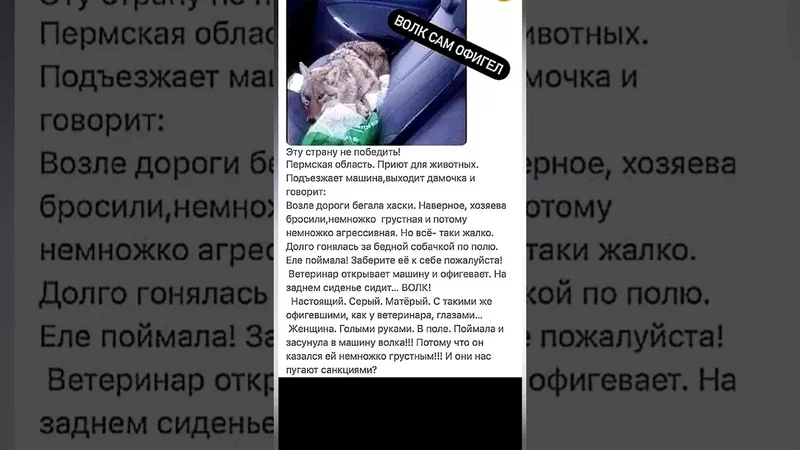 Даже Волк в Шоке