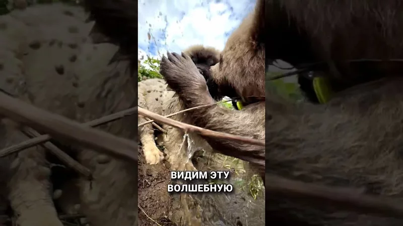  Дынька и Арбузик на речке  Парк Львов «Земля прайда»