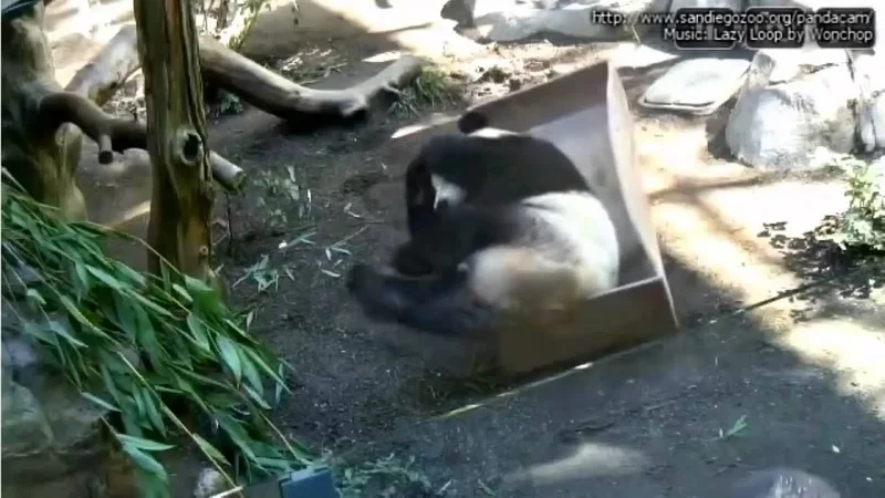 Эти забавные животные - 1797633