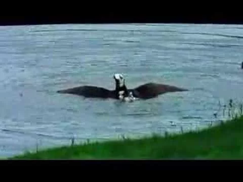 Эти забавные животные - 777033